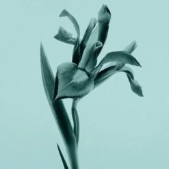 Tiffany & Co.Body Lotion -Verzinnen Zorg Winkel pPEKIO980626 2 global